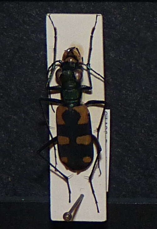 Image of Cicindela (Calochroa) mouhoti Chaudoir 1865