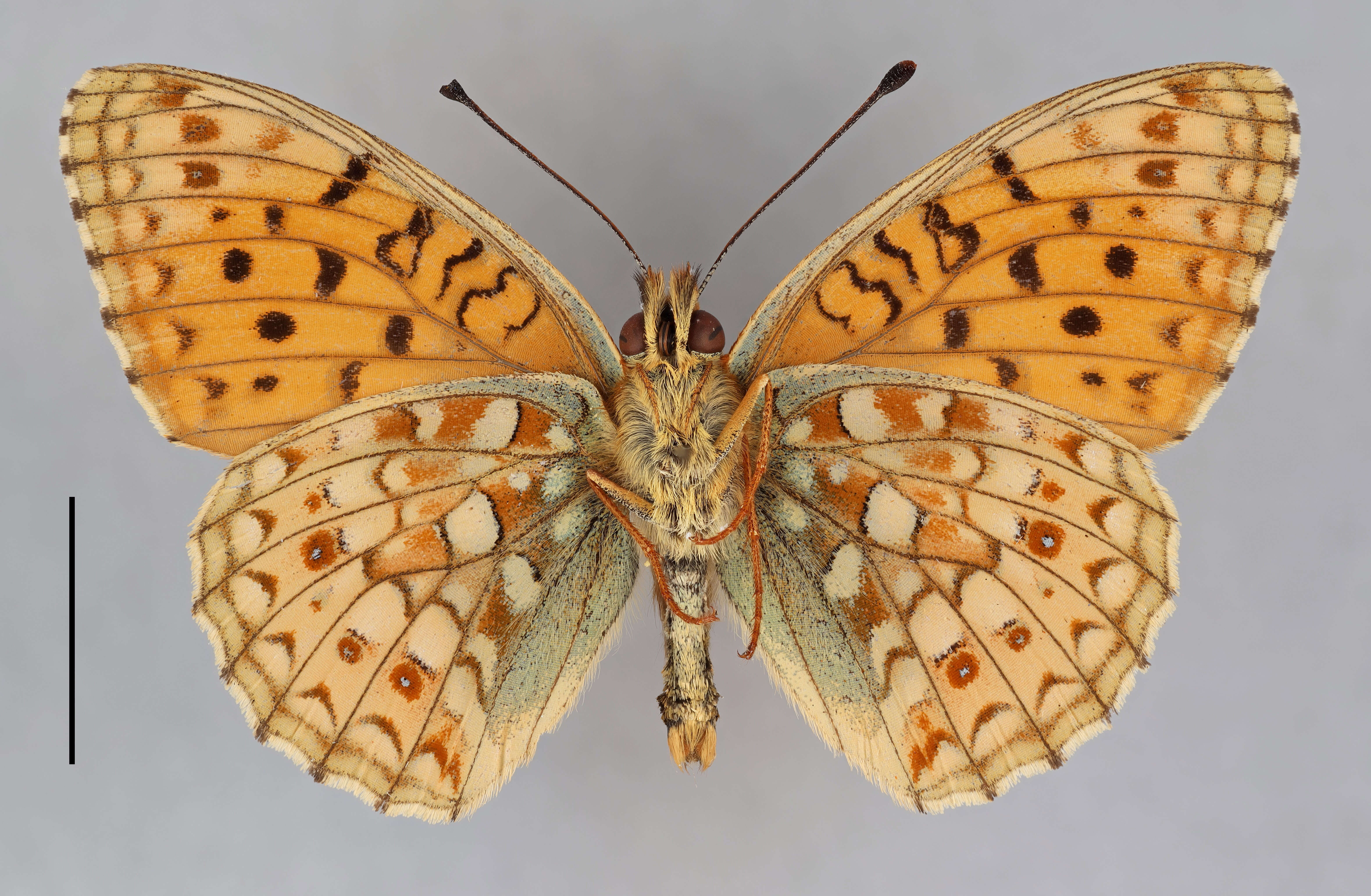 Imagem de Fabriciana niobe Linnaeus 1761