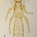 Image of Ardeicola geronticorum Brinck 1955