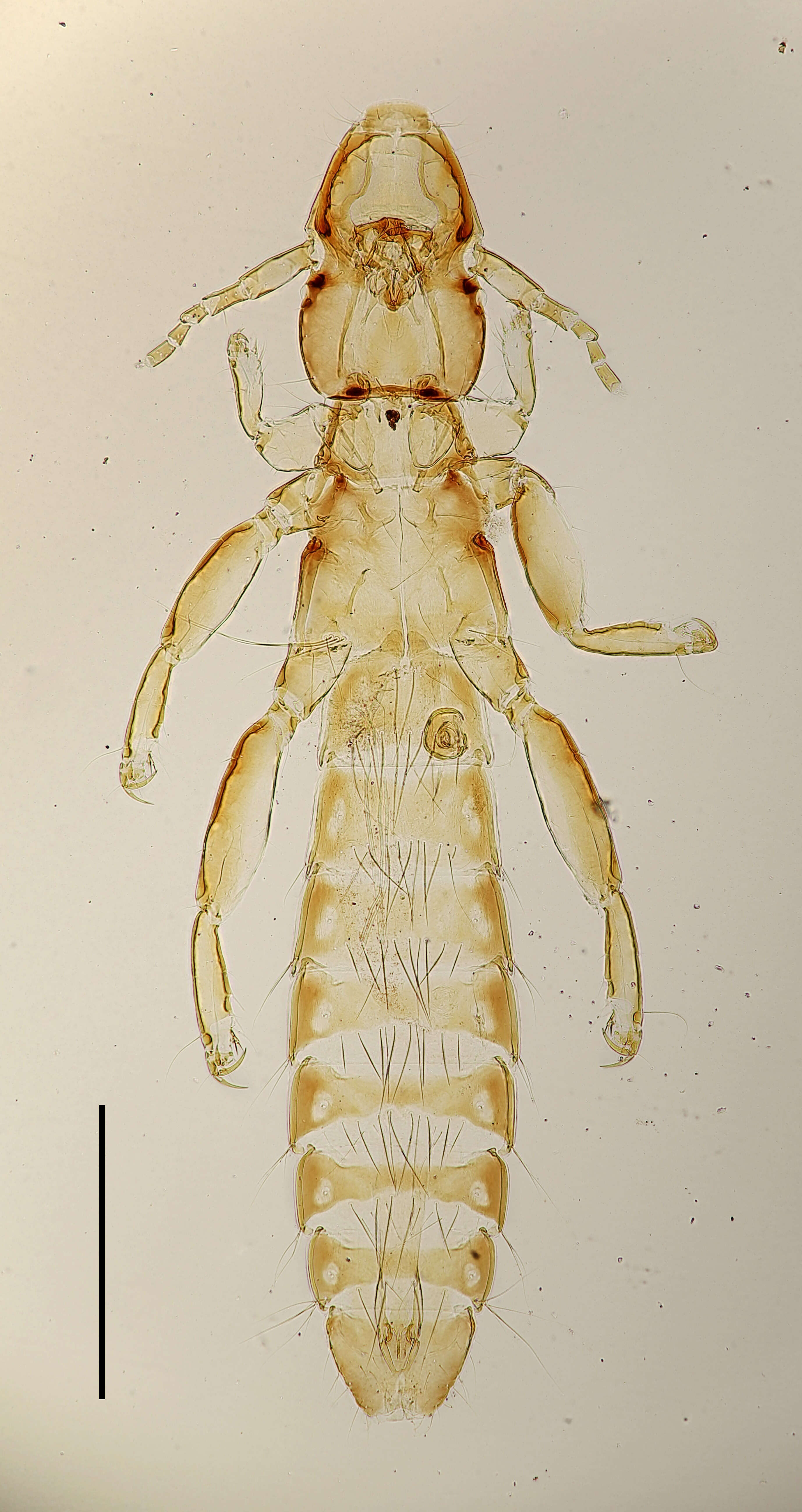 Image of Ardeicola geronticorum Brinck 1955