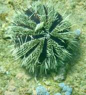 Image of Collector urchin