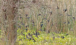 Image of Tachycineta Swallows