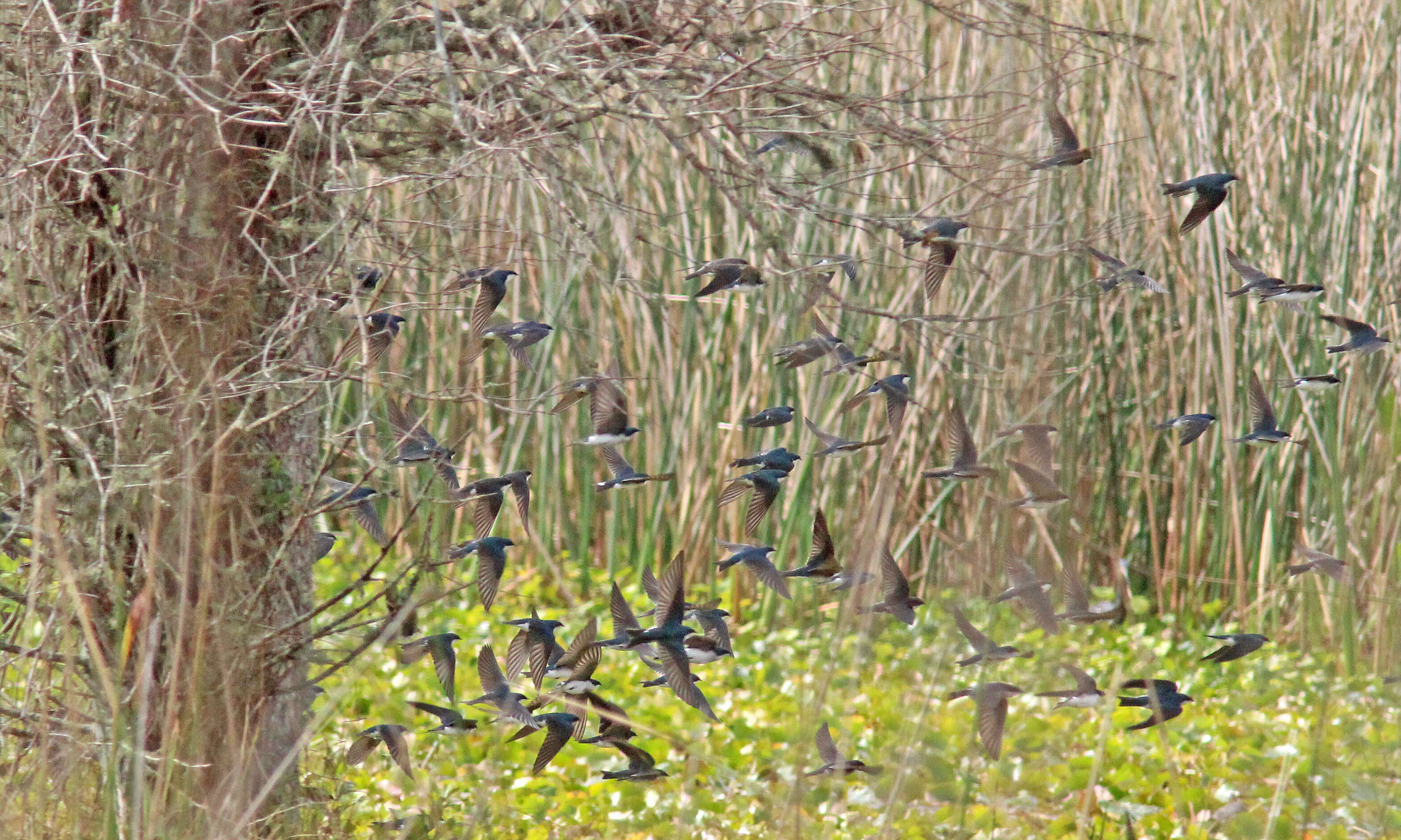 Image of Tachycineta Swallows