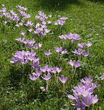 Image of showy colchicum