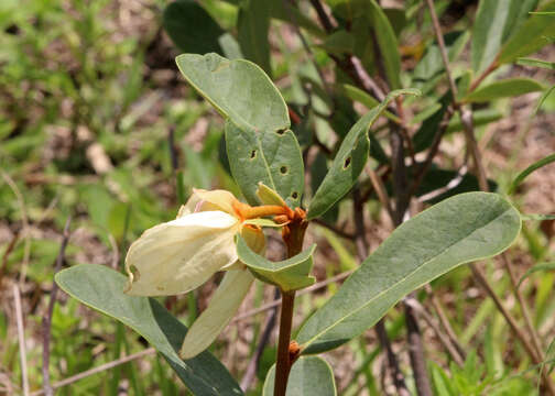 Image of netted pawpaw