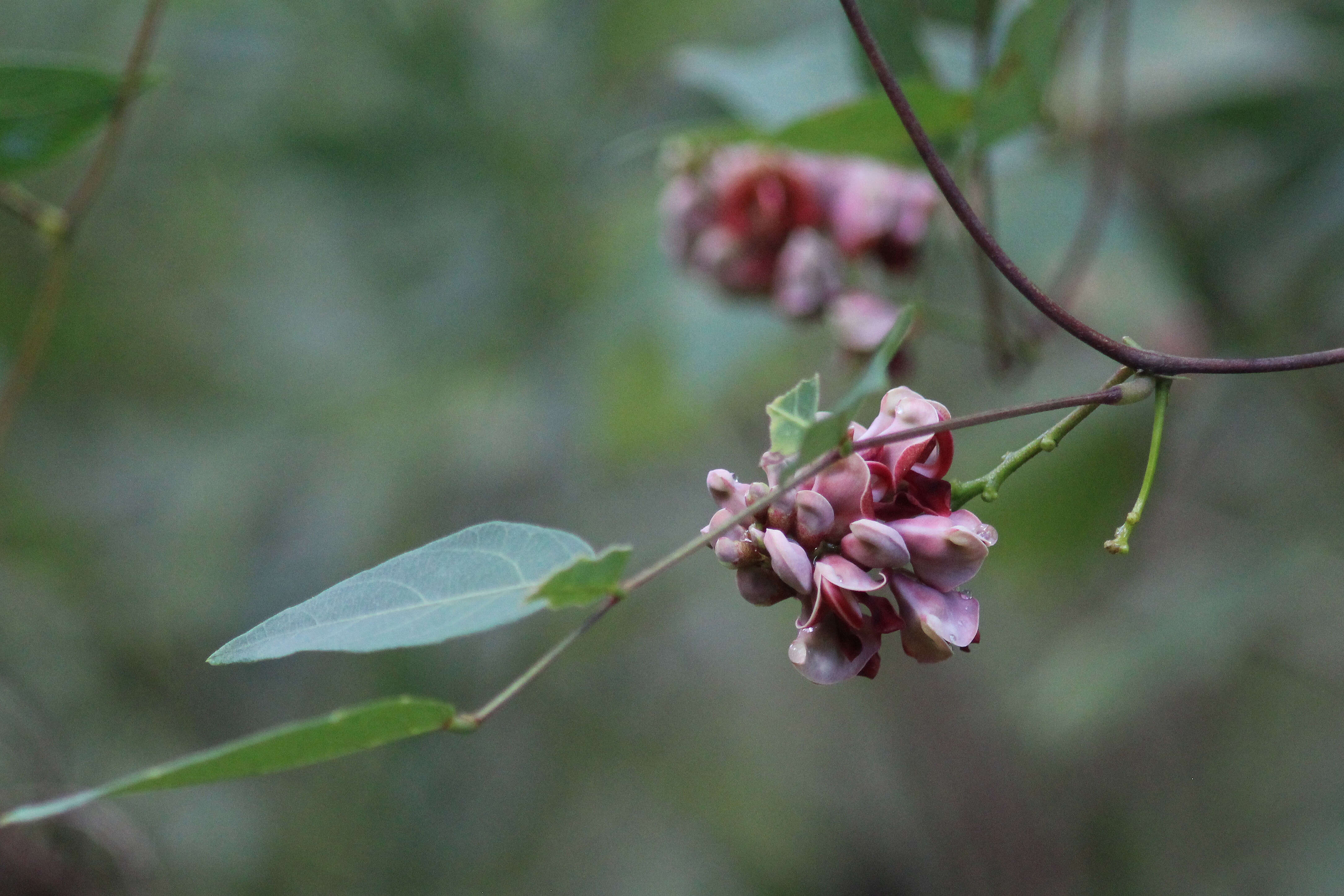 Image of groundnut