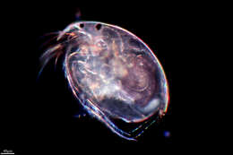 Image of striped beaked waterflea