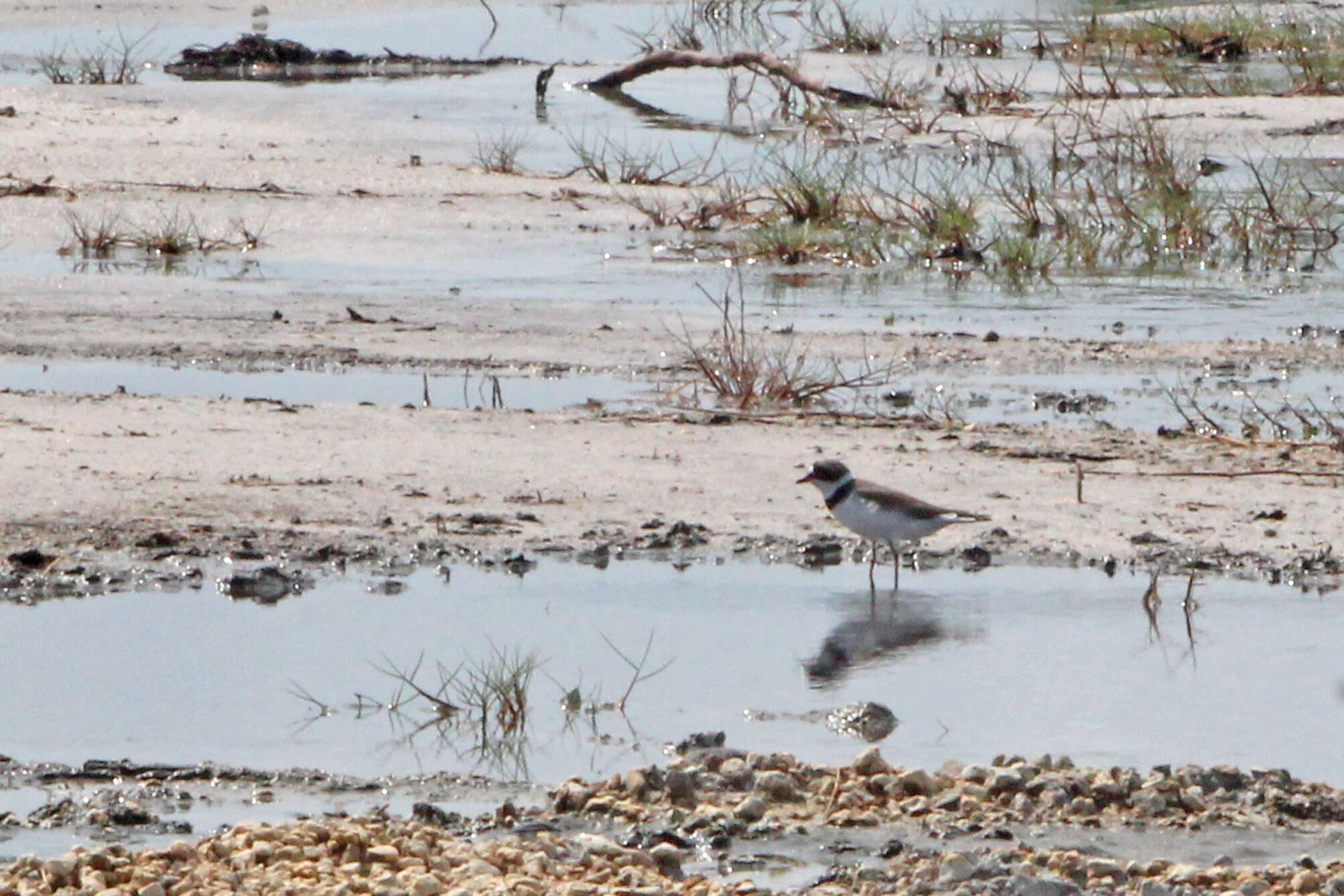 Image of Semipalmated Plover