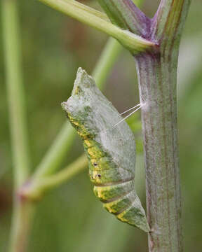 Image of Black Swallowtail