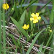 Image of Lesser Spearwort