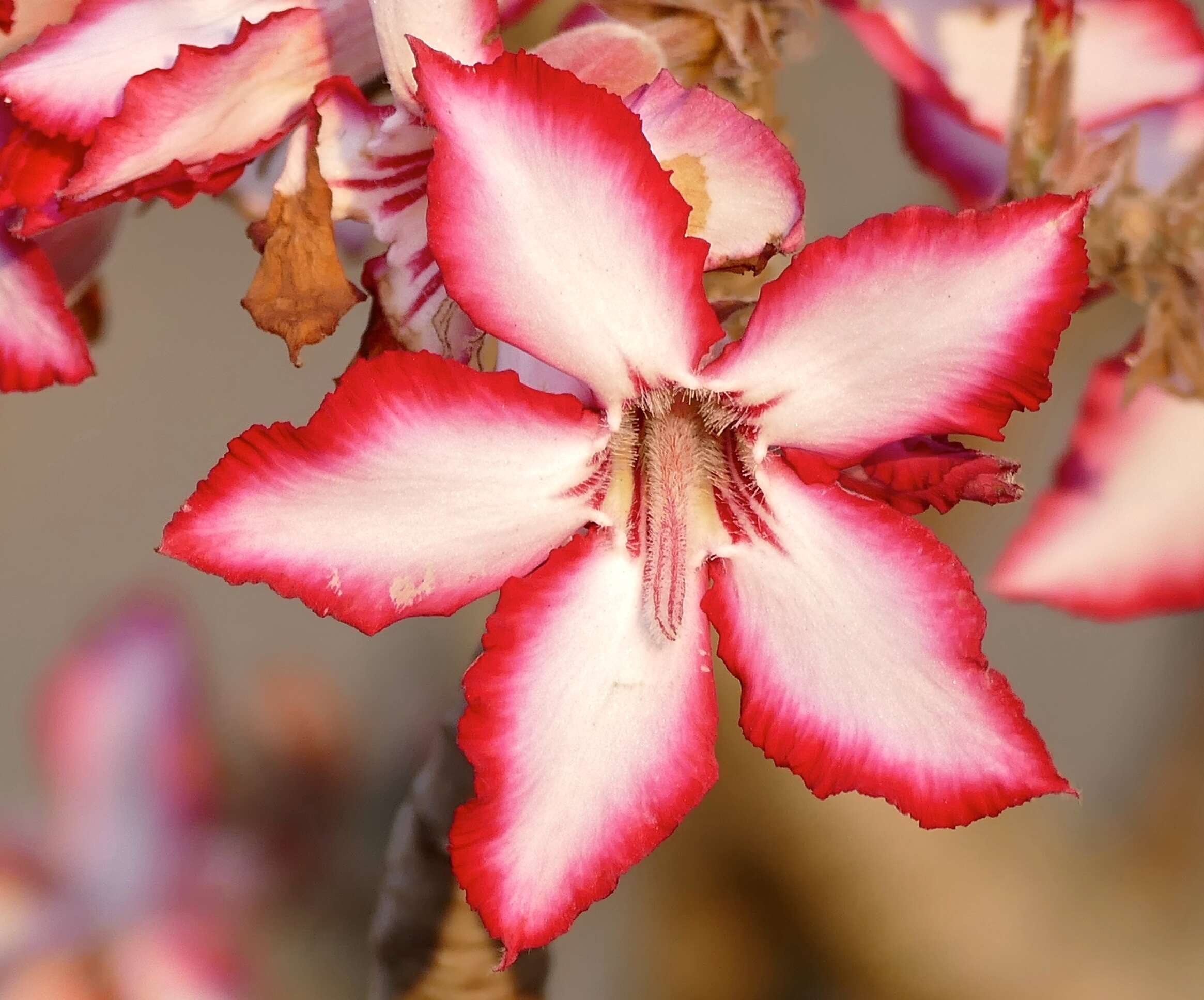 Image de Adenium obesum (Forsk.) Roem. & Schult.