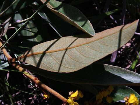 Image of Byrsonima viminifolia A. Juss.