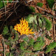 Imagem de Calocera viscosa (Pers.) Fr. 1821