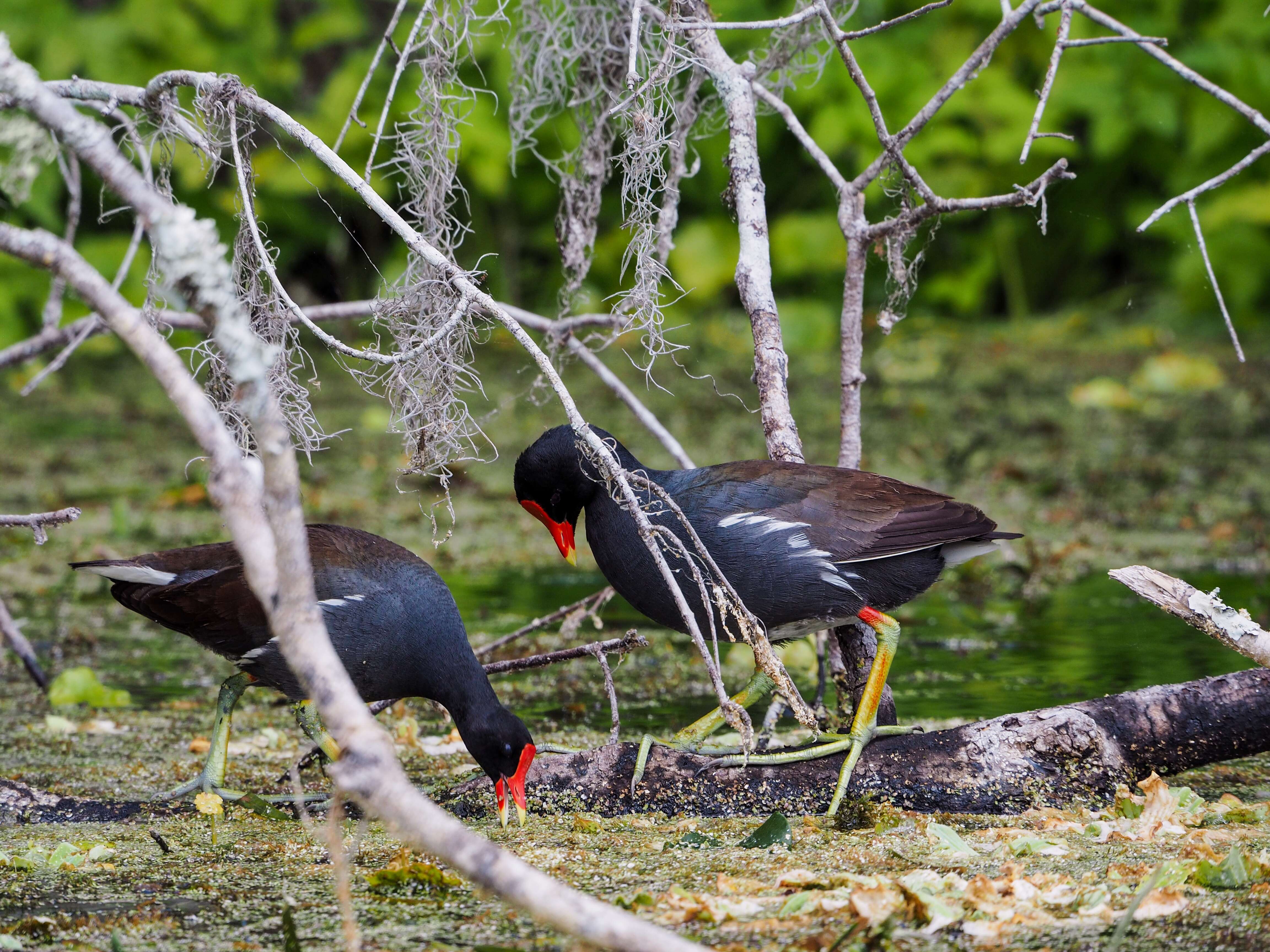 Image of Common Gallinule