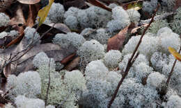 Слика од Cladonia evansii Abbayes