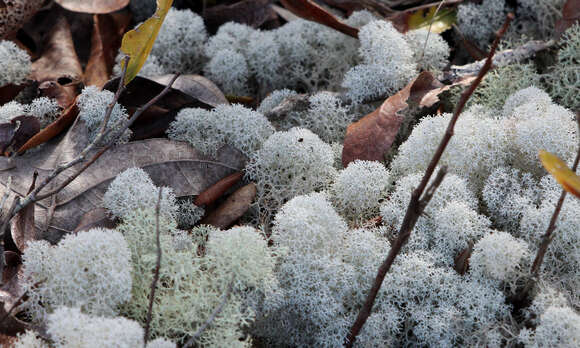 صورة Cladonia evansii Abbayes