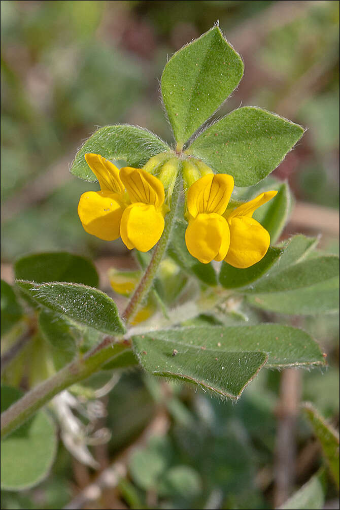 Слика од Lotus ornithopodioides L.