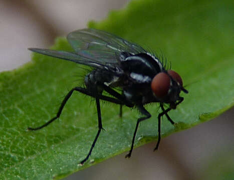 Imagem de Anthomyia albostriata (Wulp 1883)