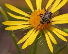 Image of scrubland goldenaster