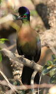 Image of Purple-crested Turaco