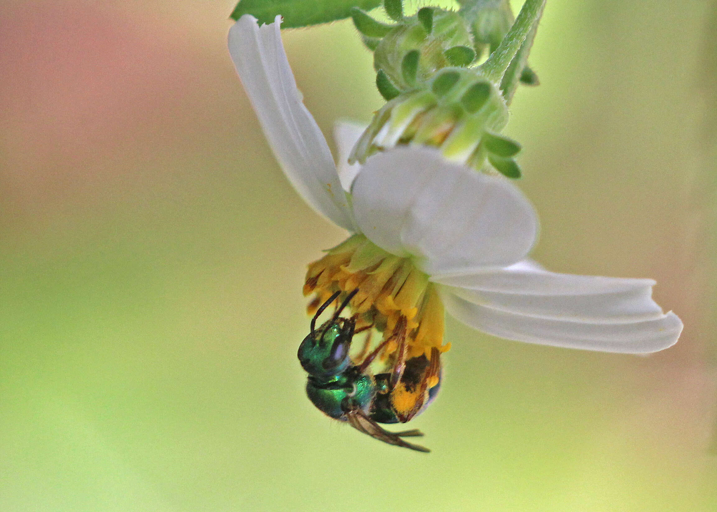 Augochlora pura (Say 1837)的圖片