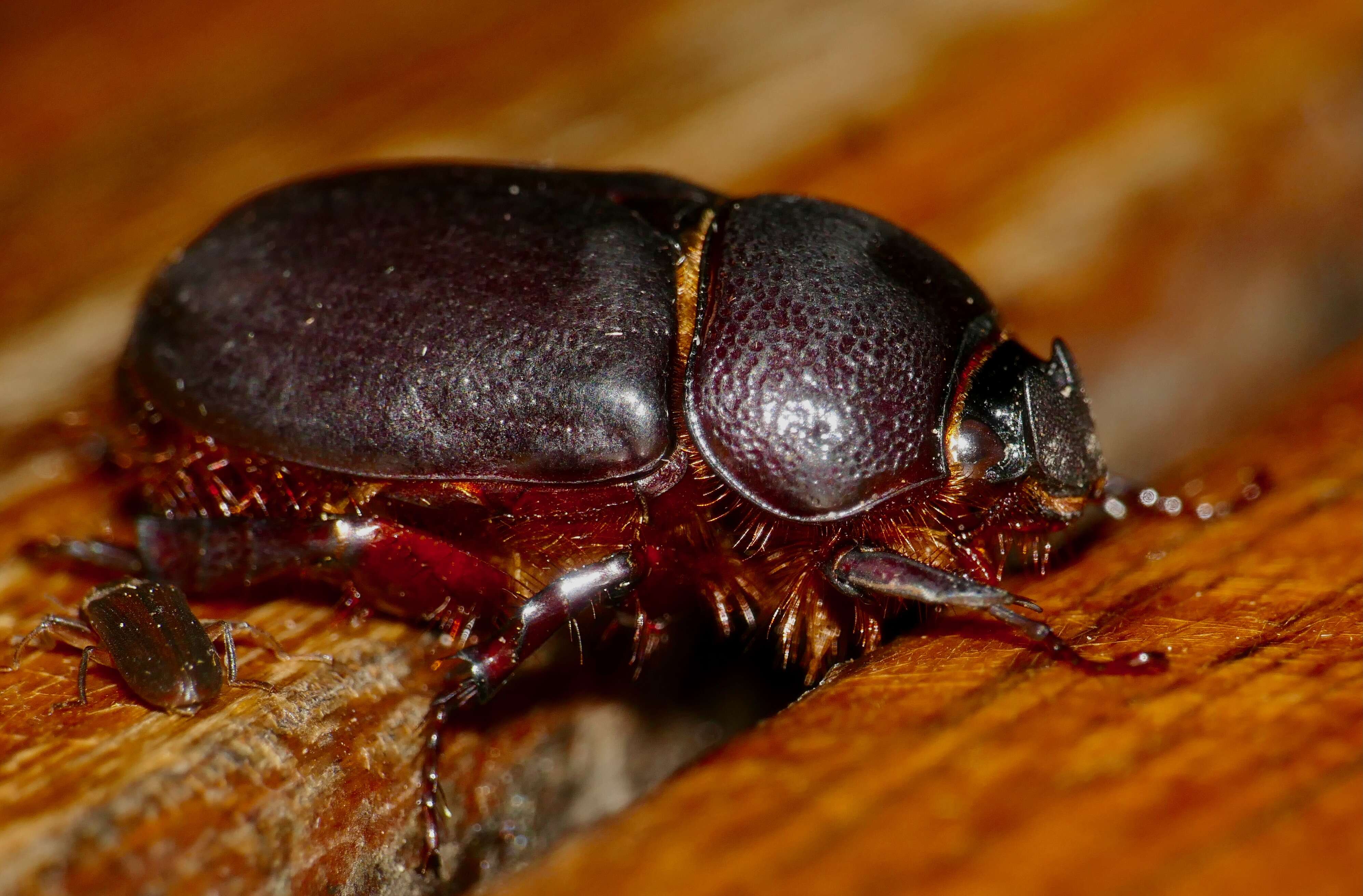 Слика од Temnorhynchus (Temnorhynchus) coronatus (Fabricius 1781)