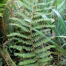 Image of Soft Shield Fern