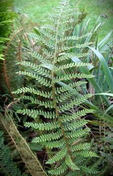 Image of Soft Shield Fern