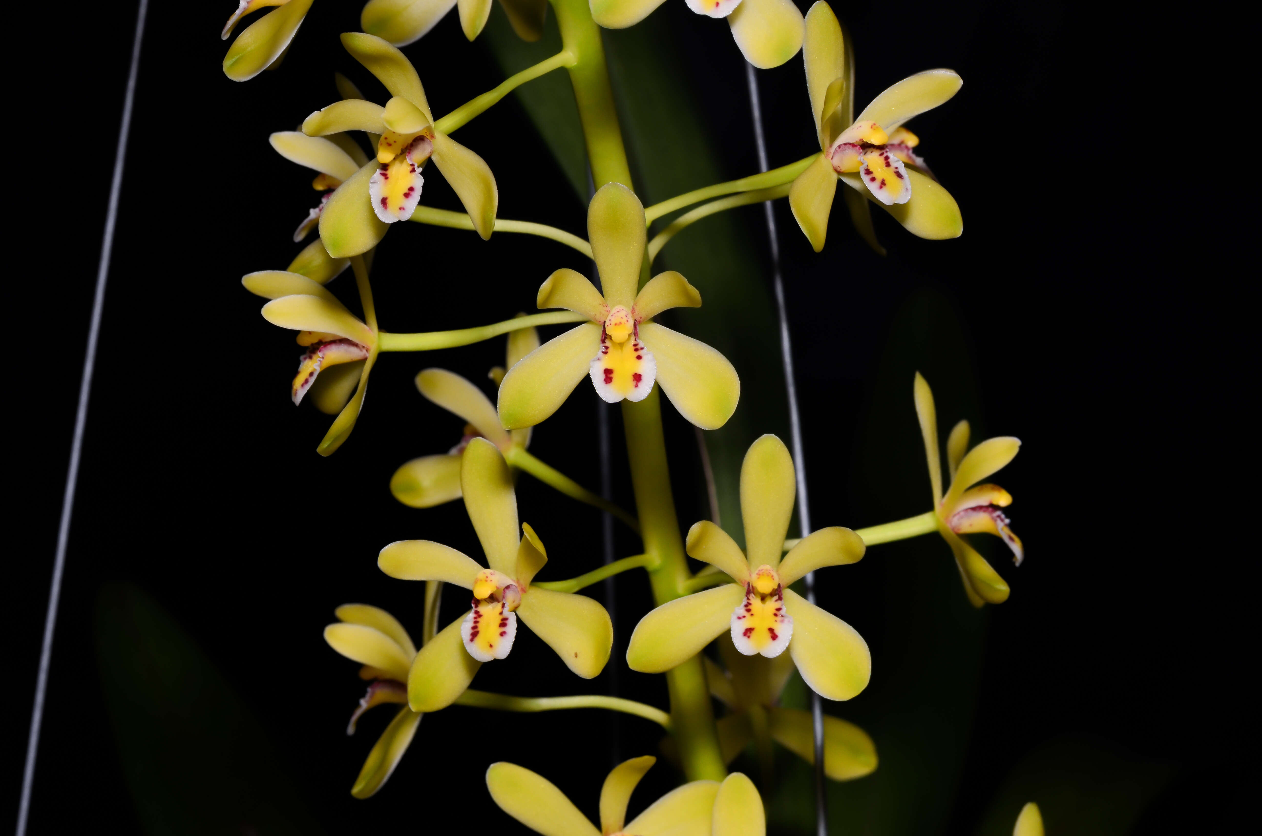 Cymbidium chloranthum Lindl.的圖片