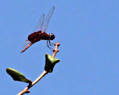 Tramea carolina (Linnaeus 1763) resmi