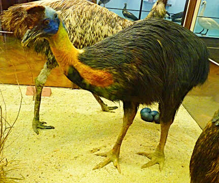 Image of Northern Cassowary