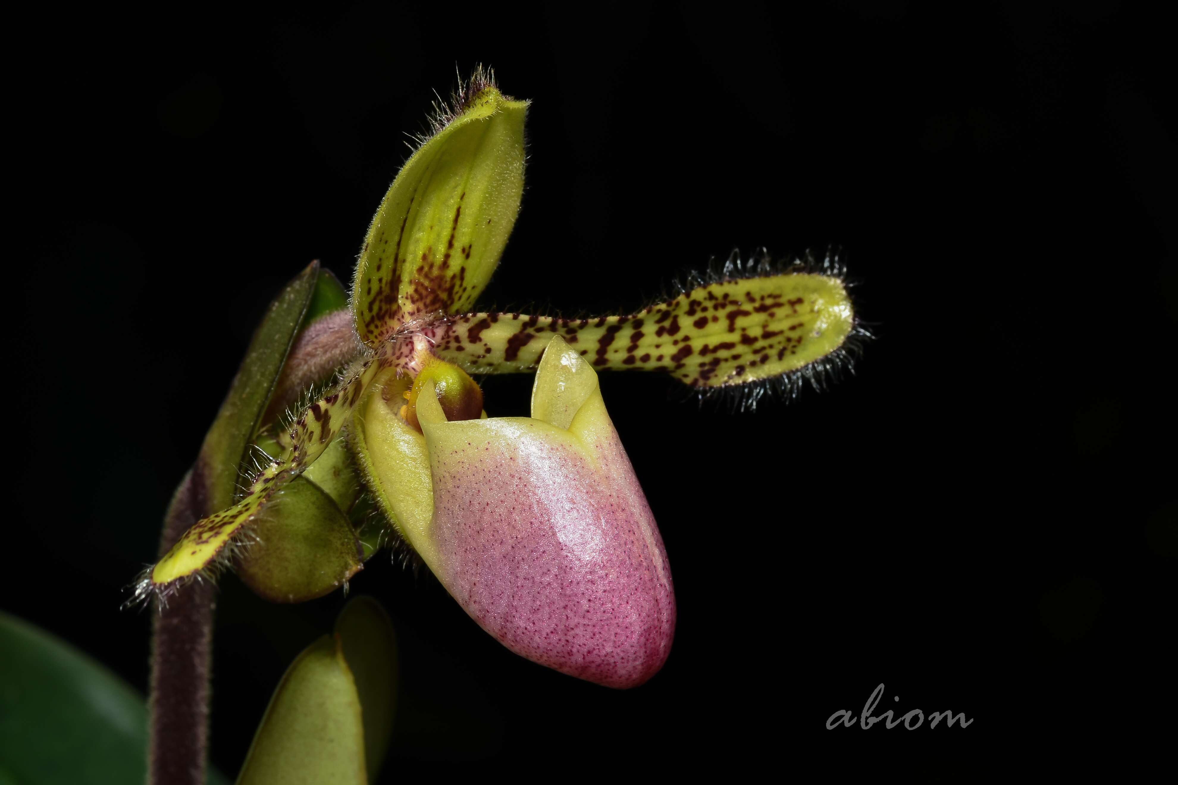 Imagem de Paphiopedilum victoria-regina (Sander) M. W. Wood