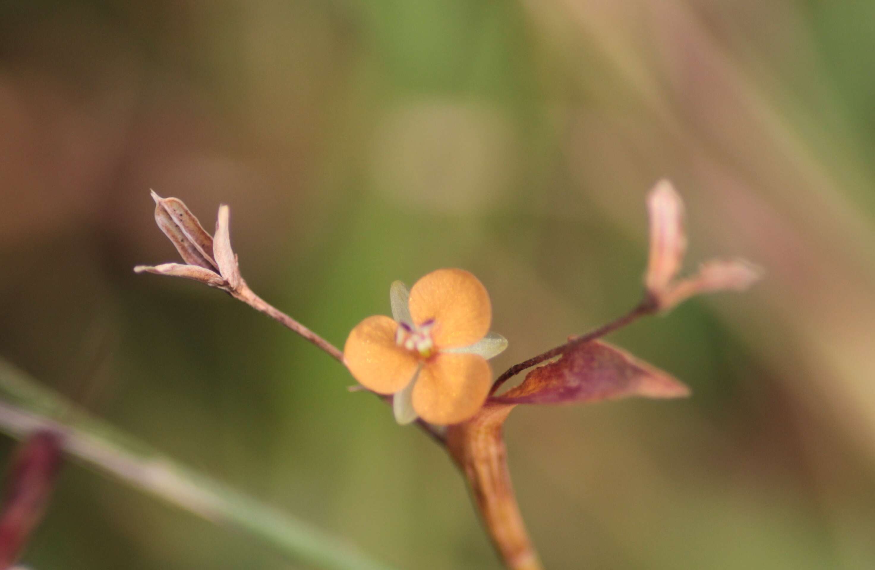 Sivun Murdannia versicolor (Dalzell) G. Brückn. kuva