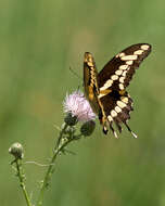 Image of Eastern Giant Swallowtail