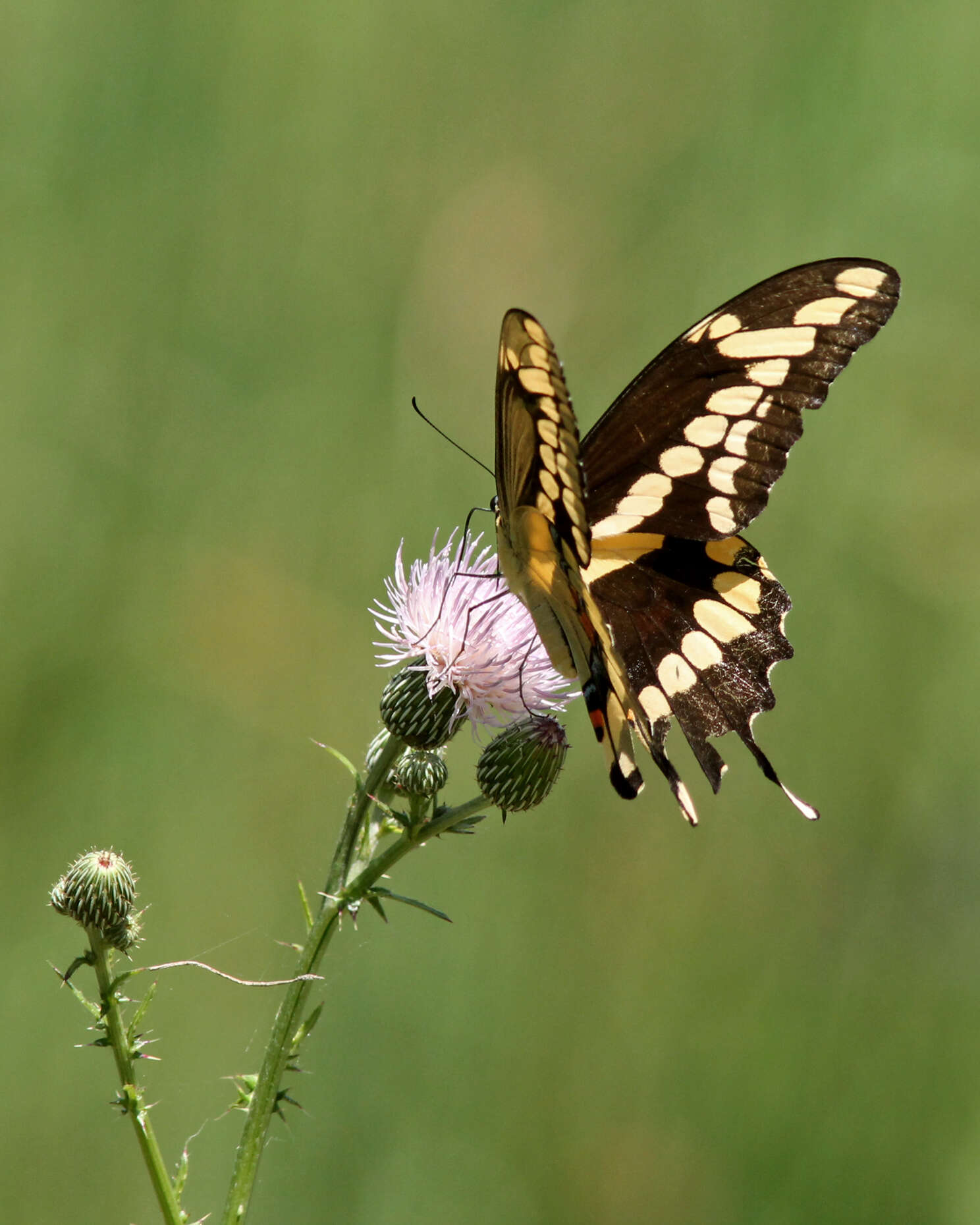 Image of Eastern Giant Swallowtail