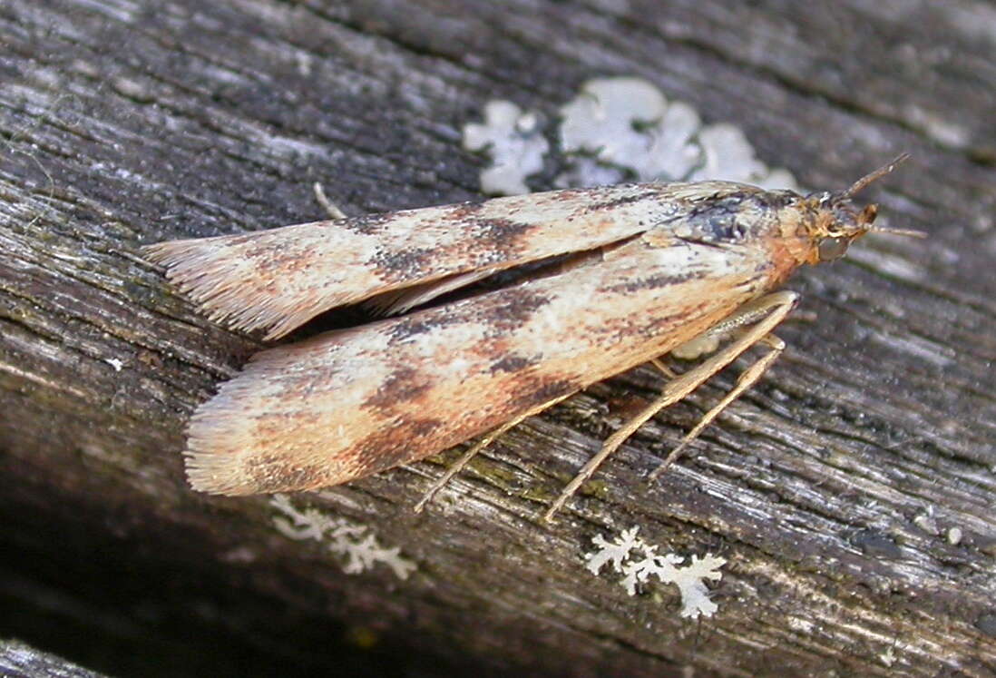 Image of Twin-barred Knot-horn