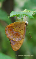 Image of Common Leopard