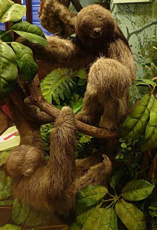 Image of Maned sloth