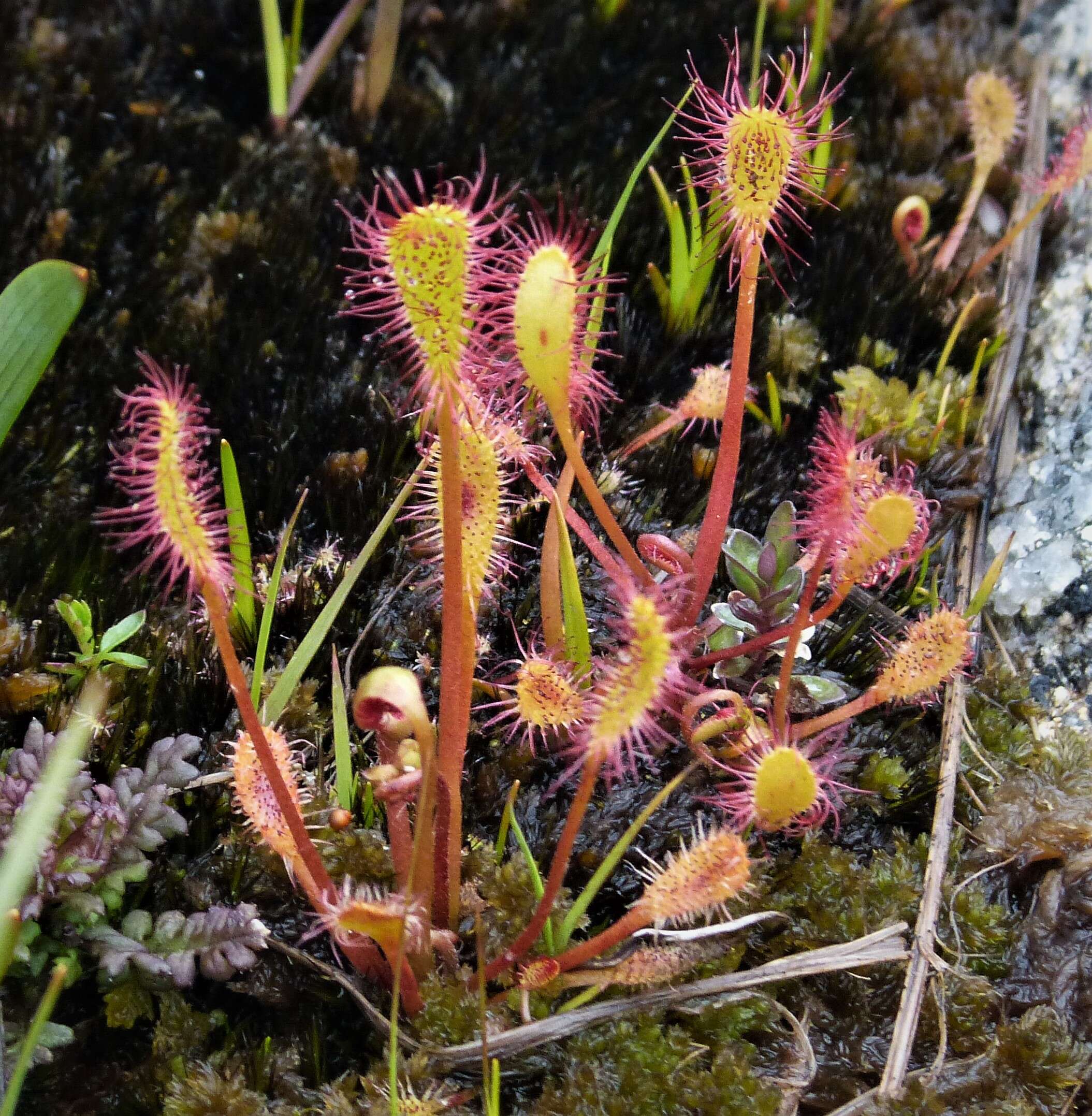 Image of oblong-leaved sundew