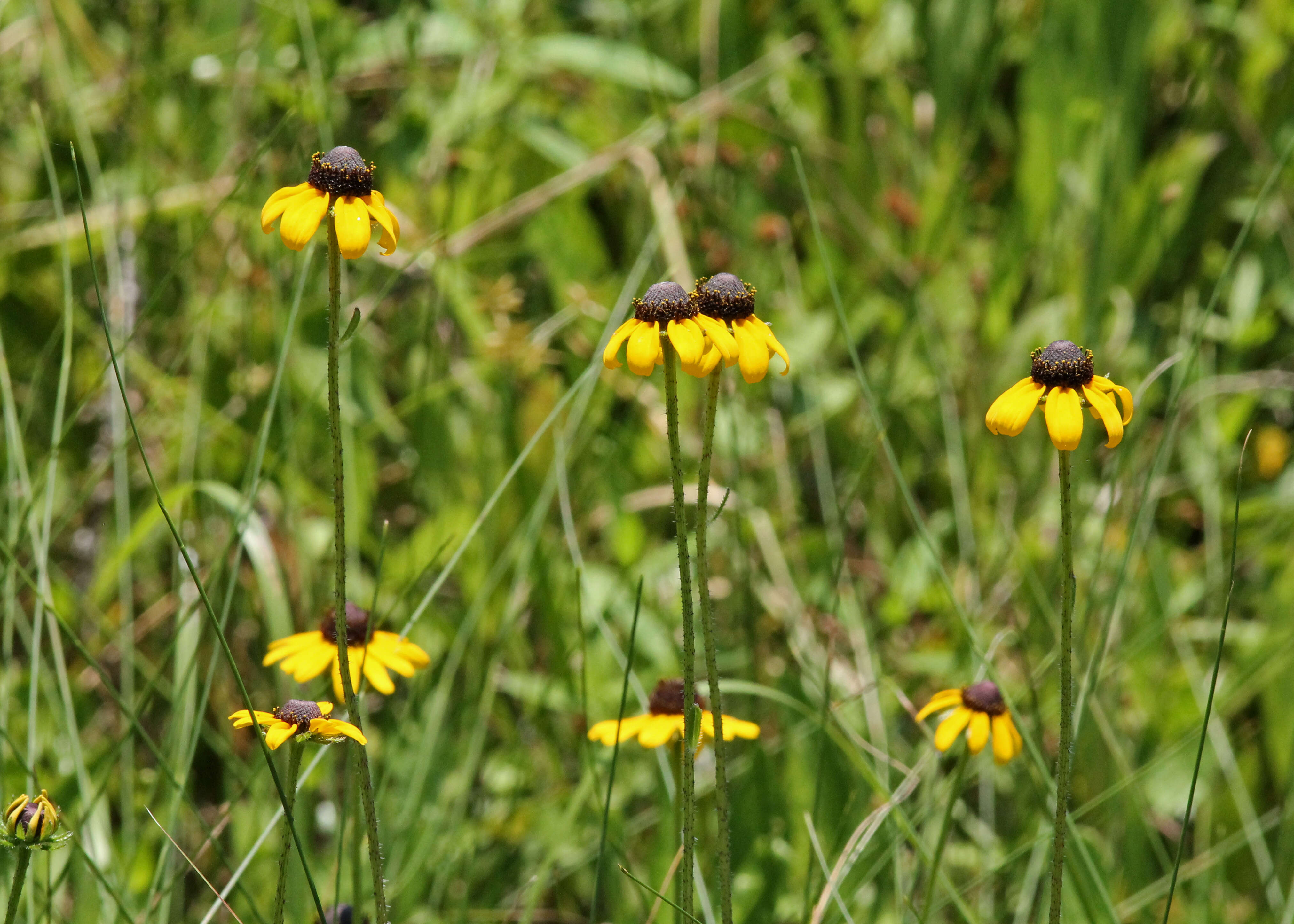 Image of blackeyed Susan