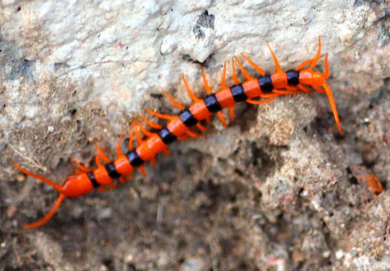 Scolopendra hardwickei Newport 1844 resmi