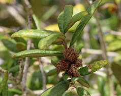 Image of Leafy Oak Gall Wasp