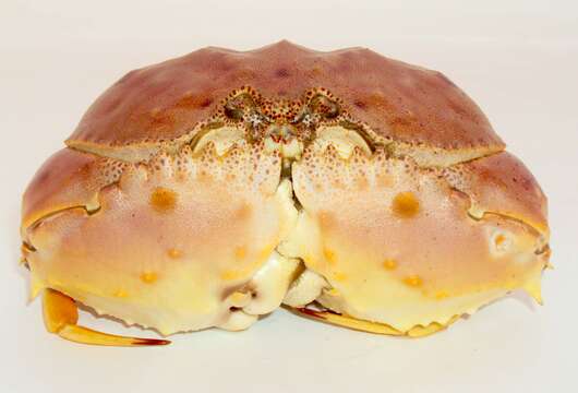 Image of yellow box crab