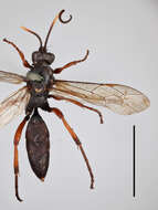 Слика од Ichneumon monospilus Thomson 1896