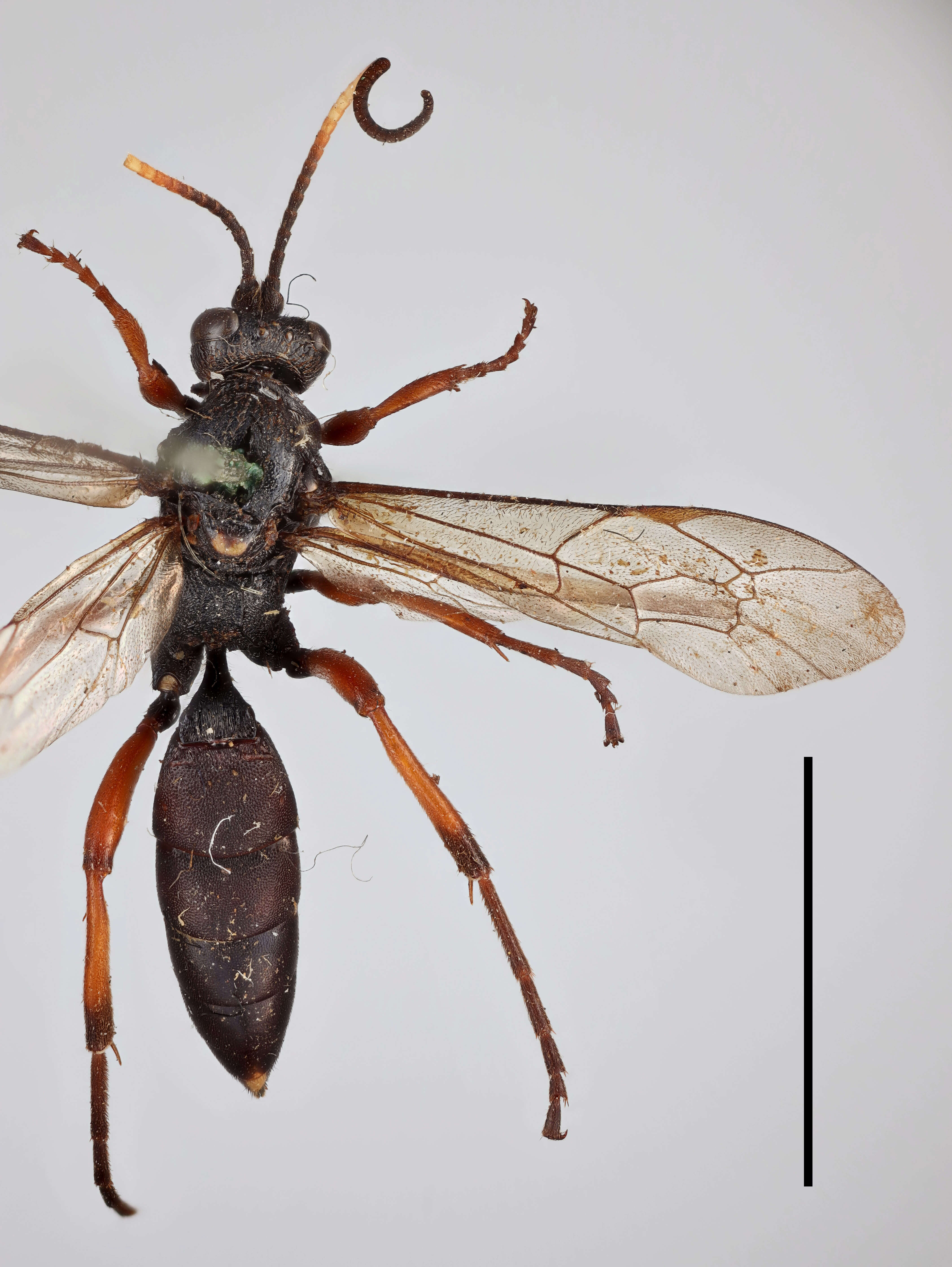 Слика од Ichneumon monospilus Thomson 1896