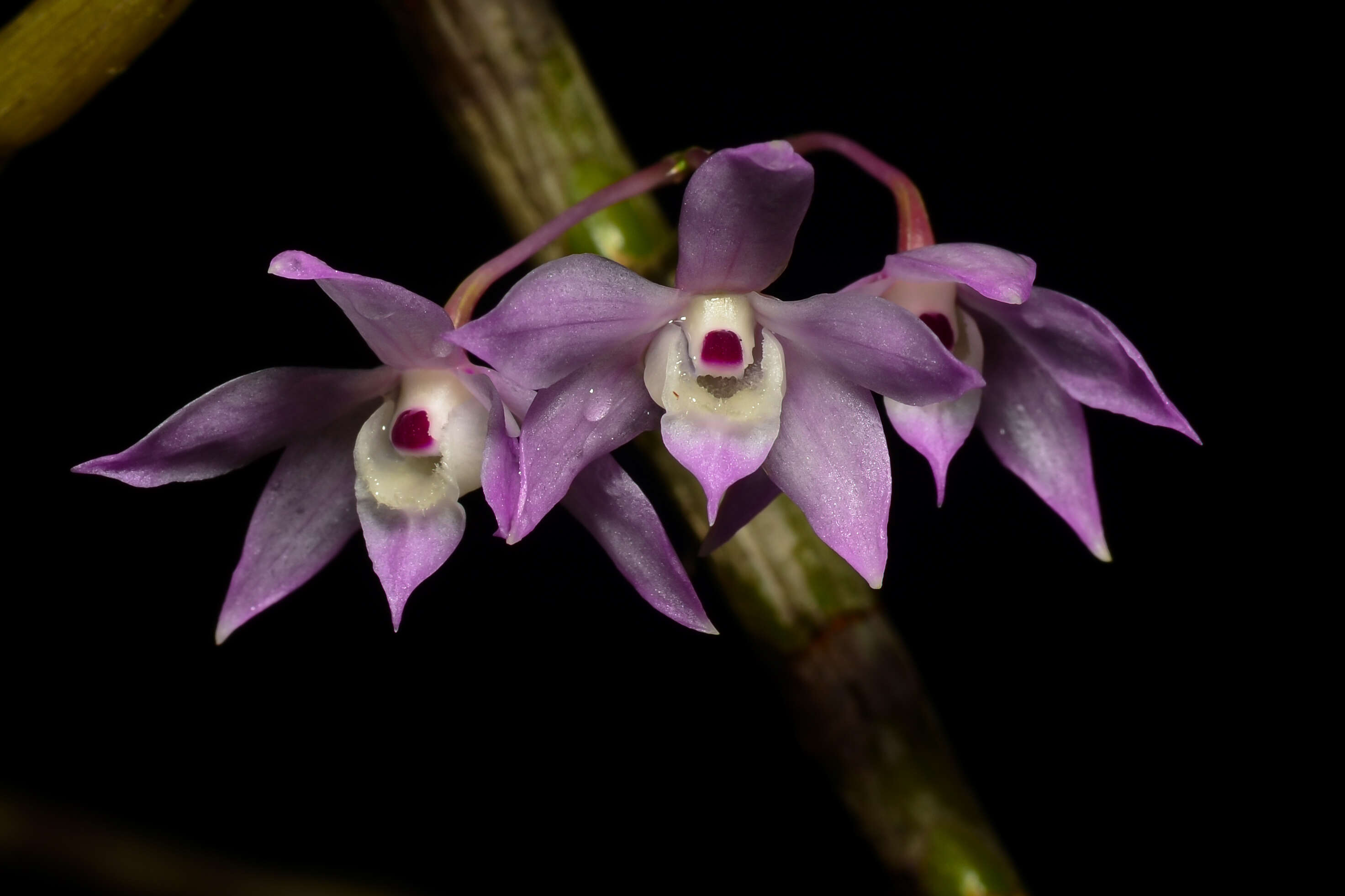 صورة Dendrobium hercoglossum Rchb. fil.