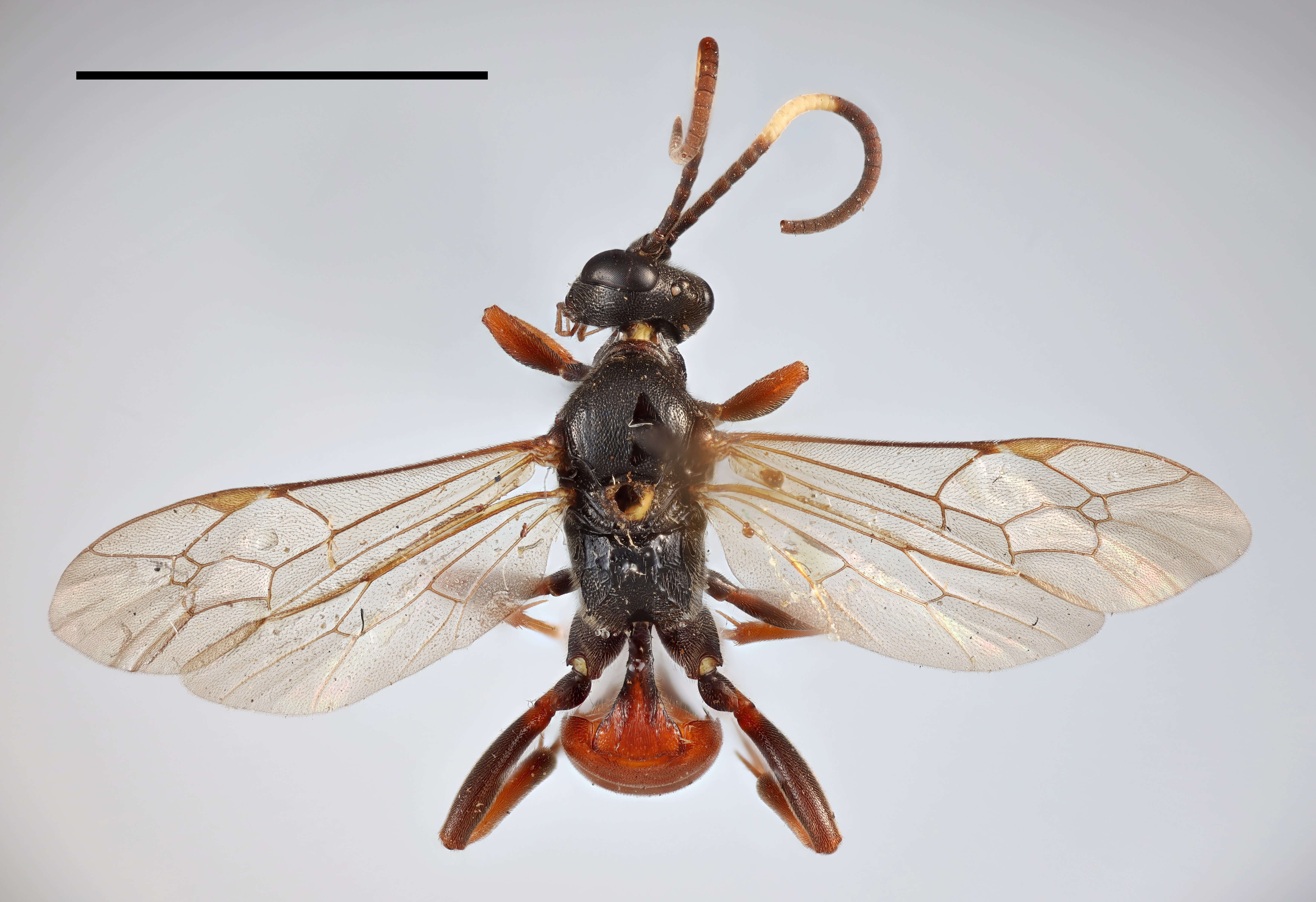 Image of Ichneumon captorius Thunberg 1822