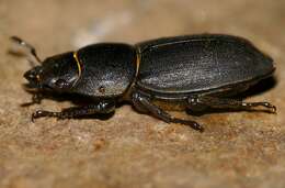 Image of Dorcus parallelipipedus (Linnaeus 1758)