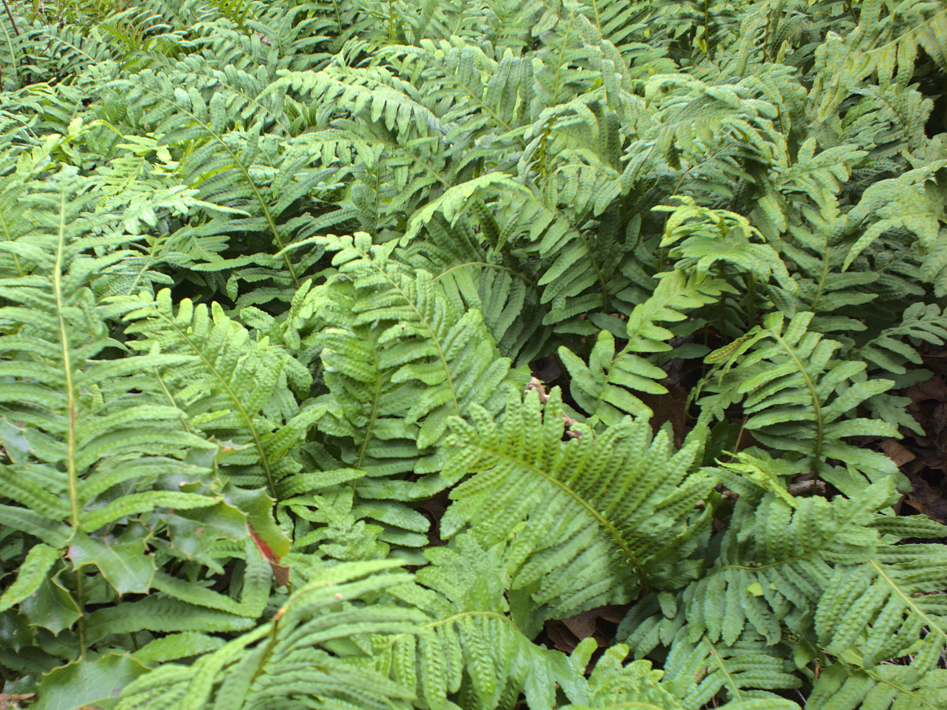 Polypodium glycyrrhiza D. C. Eat.的圖片