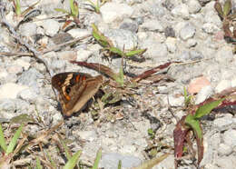 Image of Common buckeye